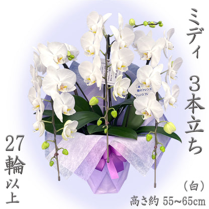 胡蝶蘭 ミディ 27輪以上 3本立ち