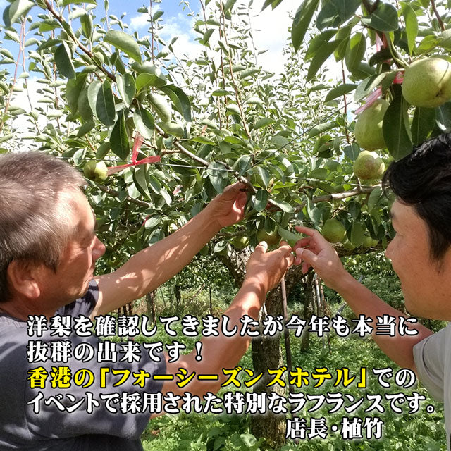 ラフランス 洋梨 山形県産 約3kg 特大玉 大玉 中玉 秀品 プレミアム ラ・フランス 洋ナシ