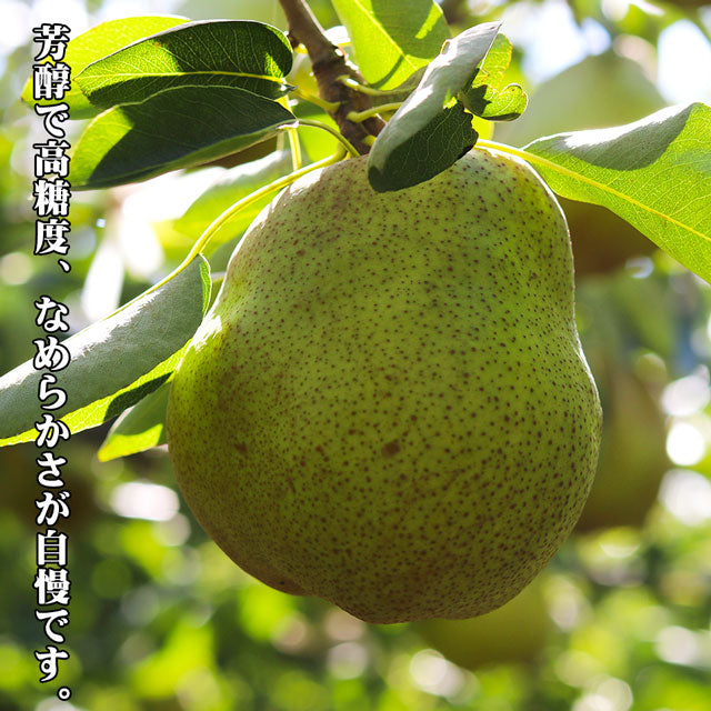 ラフランス 洋梨 山形県産 約3kg 特大玉 大玉 中玉 秀品 プレミアム ラ・フランス 洋ナシ