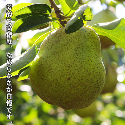 ラフランス 洋梨 山形県産 約3kg 特大玉 大玉 中玉 秀品 プレミアム ラ・フランス 洋ナシ