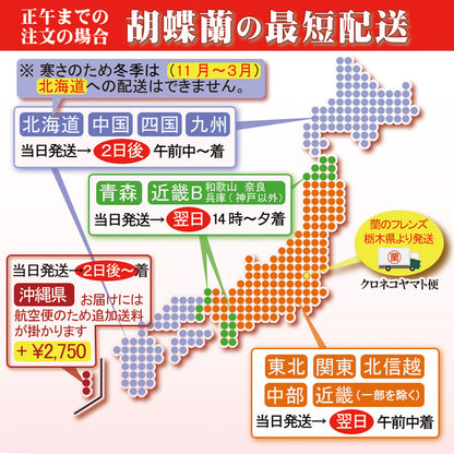 胡蝶蘭シリーズ
