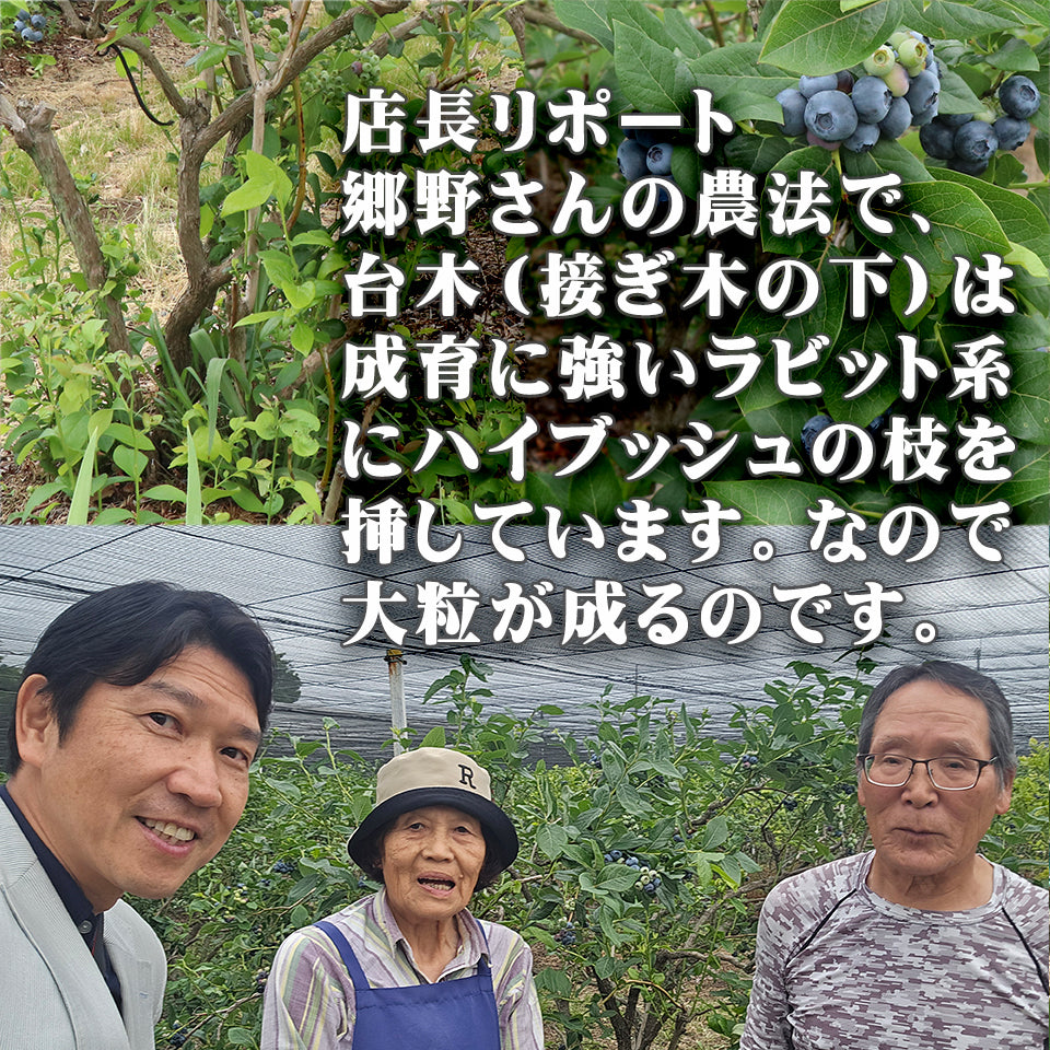 ブルーベリー 無農薬 自然栽培 栃木県 生 大粒 1kg (約500g×2パック)
