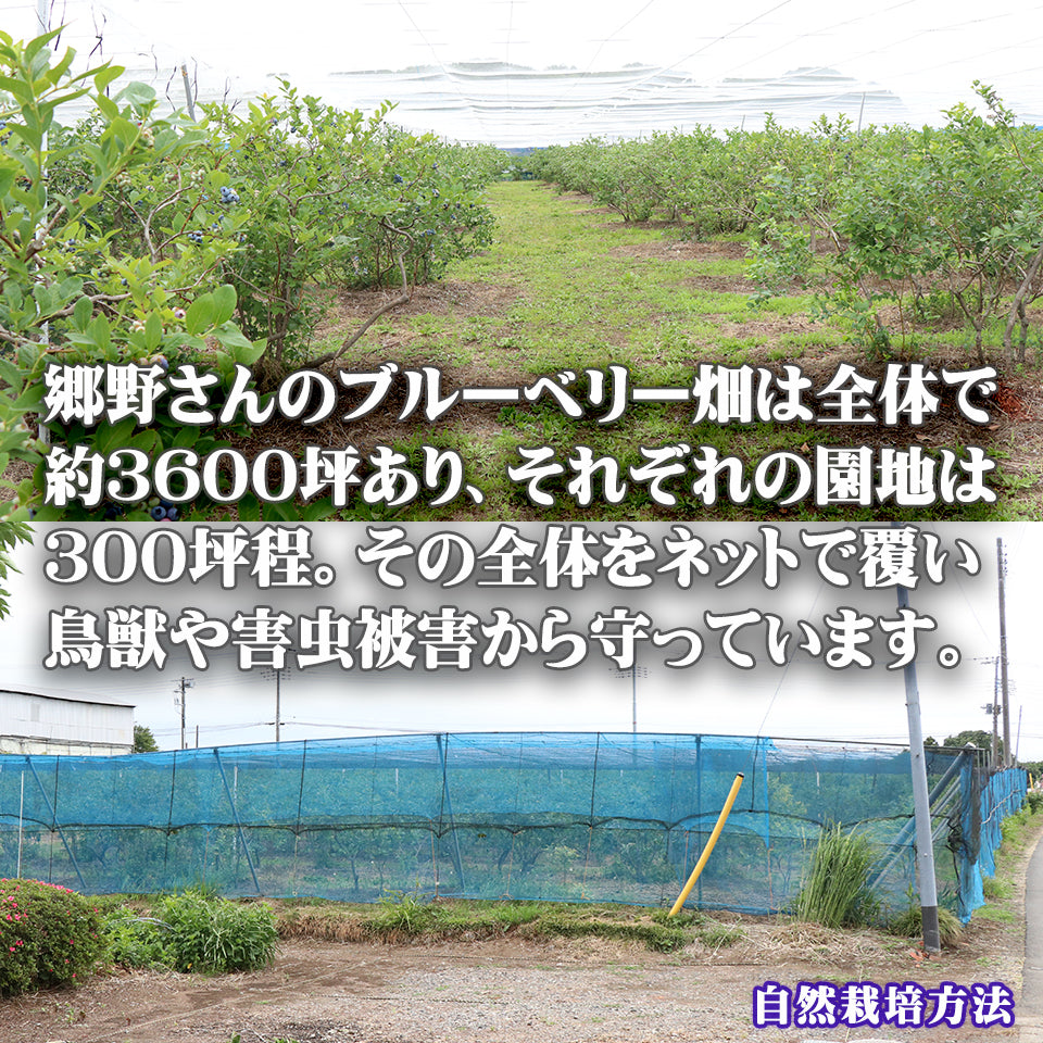 ブルーベリー 無農薬 自然栽培 栃木県 生 大粒 1kg (約500g×2パック)