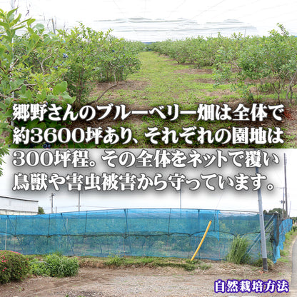 ブルーベリー 無農薬 自然栽培 栃木県 生 大粒 1kg (約500g×2パック)