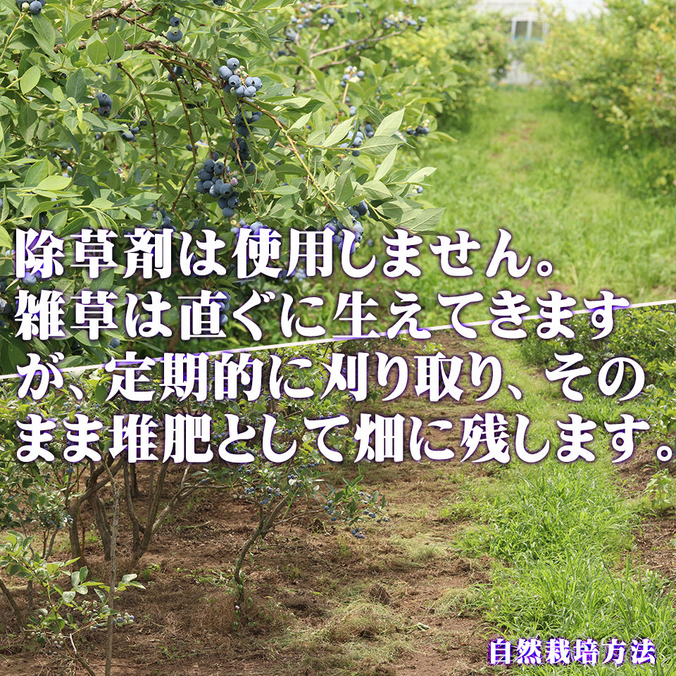 ブルーベリー 無農薬 自然栽培 栃木県 生 大粒 1kg (約500g×2パック)
