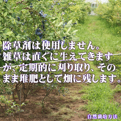 ブルーベリー 無農薬 自然栽培 栃木県 生 大粒 1kg (約500g×2パック)
