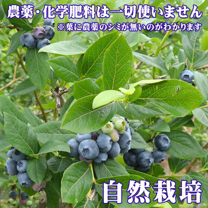 ブルーベリー 無農薬 自然栽培 栃木県 生 大粒 1kg (約500g×2パック)