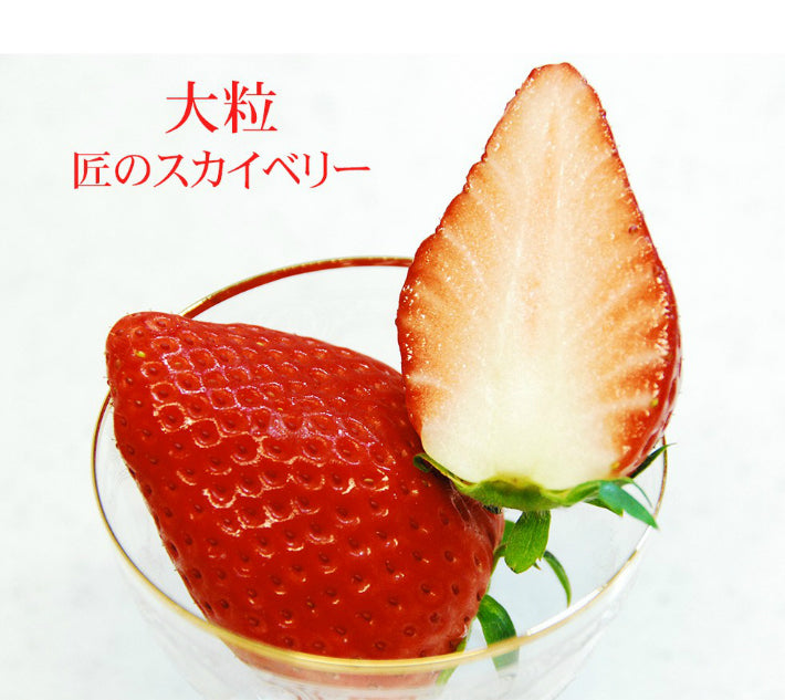 栃木県産高級ブランドいちご「スカイベリー」280g×2パック