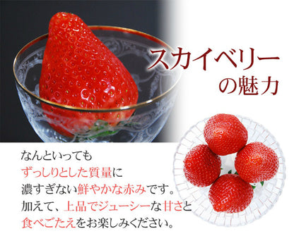 栃木県産高級ブランドいちご「スカイベリー」280g×2パック