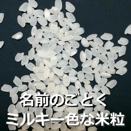 新米 ミルキークイーン 令和7年産 2025年産 栃木県 農家直送 発送中
