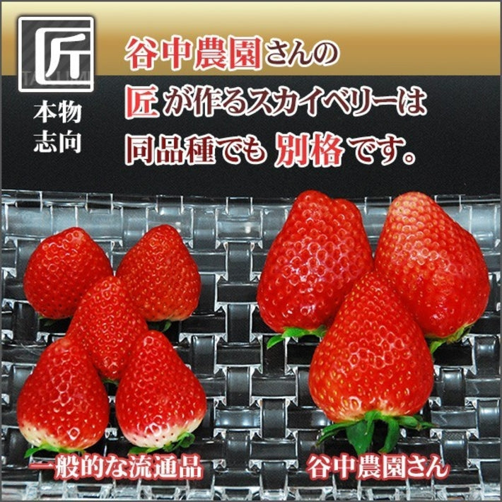 栃木県産高級ブランドいちご「スカイベリー」280g×2パック