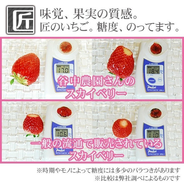 栃木県産高級ブランドいちご「スカイベリー」280g×2パック