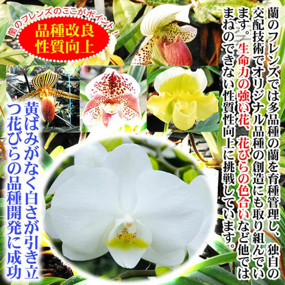 母の日限定 胡蝶蘭＋ドライいちごセット