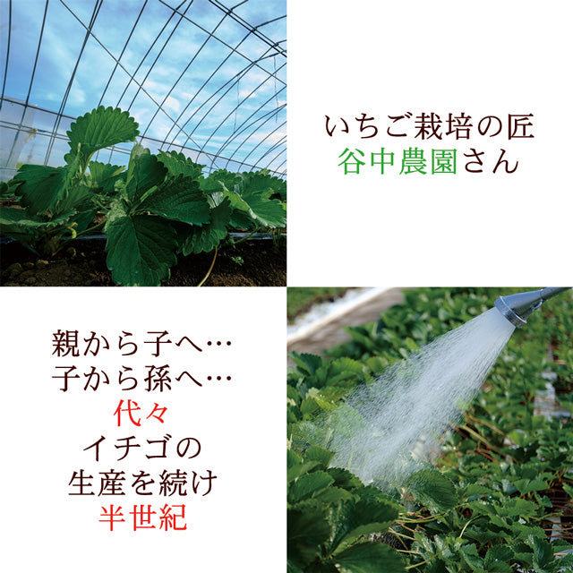 栃木県産高級ブランドいちご「スカイベリー」280g×2パック