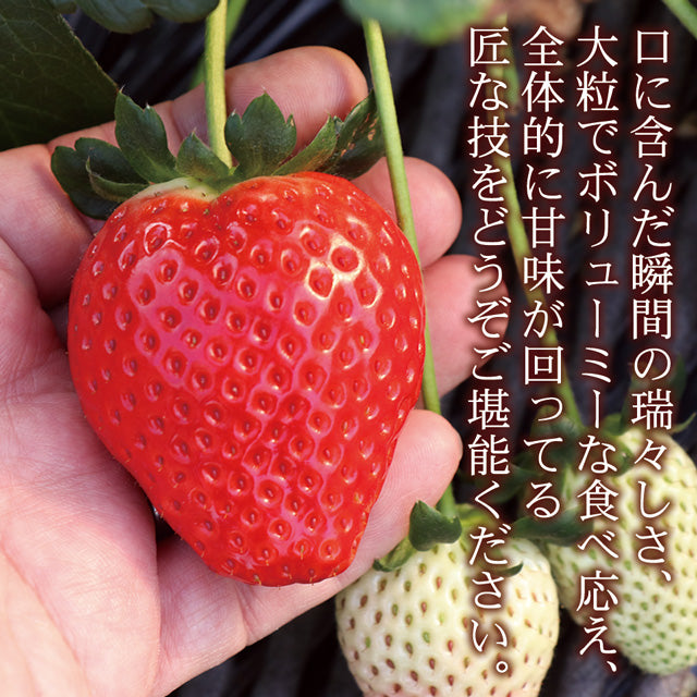 栃木県産高級ブランドいちご「スカイベリー」280g×2パック