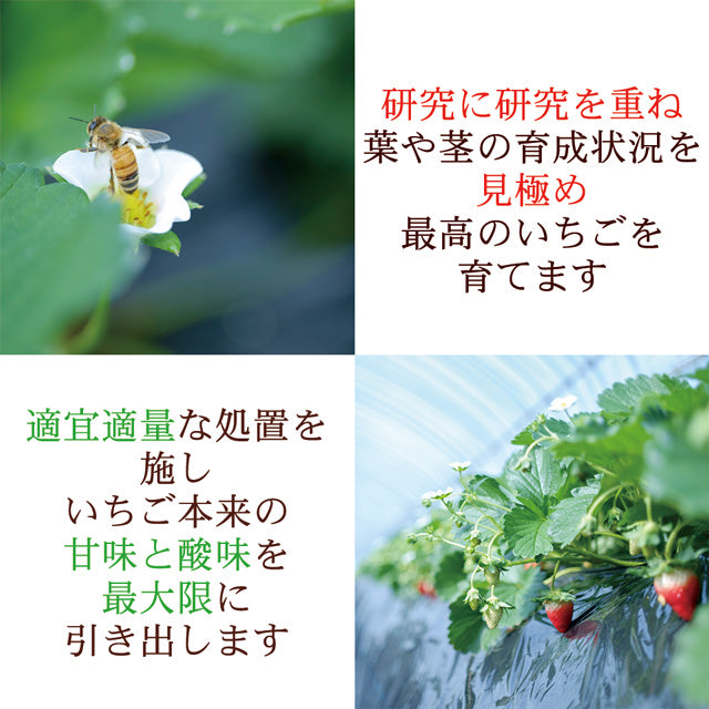 栃木県産高級ブランドいちご「スカイベリー」280g×2パック