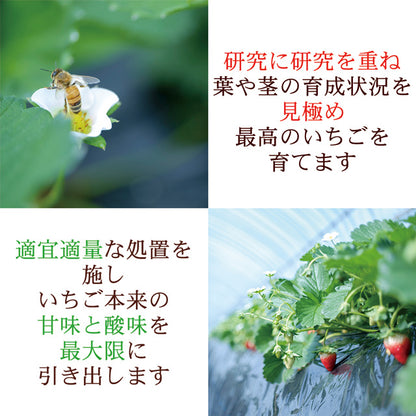 栃木県産高級ブランドいちご「スカイベリー」280g×2パック