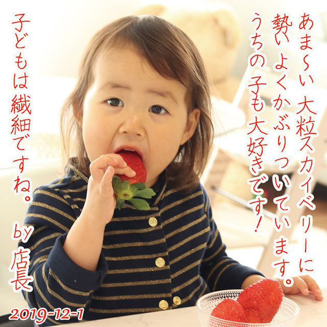 栃木県産高級ブランドいちご「スカイベリー」280g×2パック