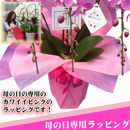 母の日限定 胡蝶蘭＋ドライいちごセット