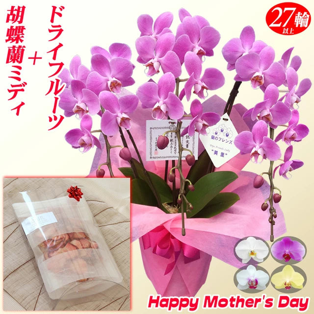 母の日限定 胡蝶蘭＋ドライいちごセット