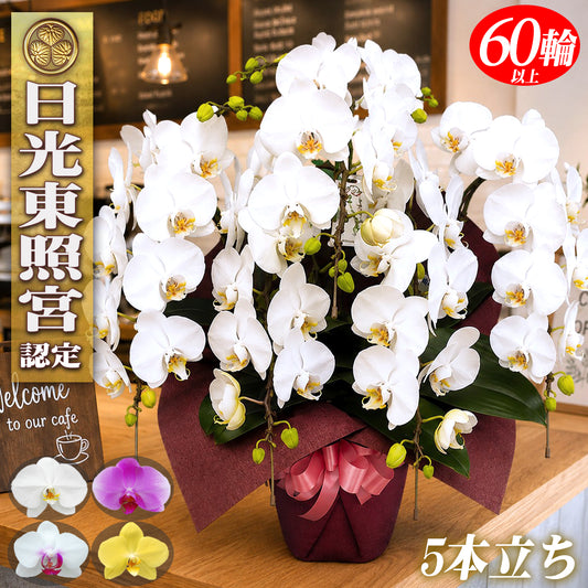 胡蝶蘭 ミディ 60輪以上 5本立ち